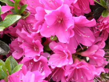 Japonská azalka 'Geisha Purple'