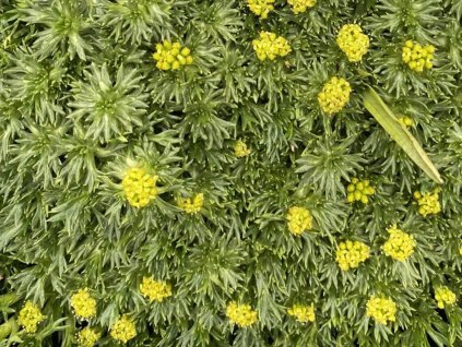 Azorela trojdielna - Azorella trifurcata
