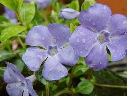 Zimozeleň menšia 'La Grave' - Vinca minor 'La Grave'