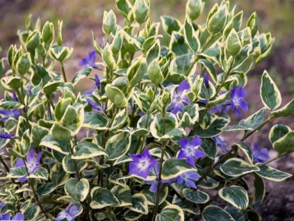 Zimozeleň väčšia 'Variegata' - Vinca major 'Variegata'