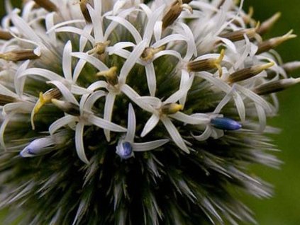 Ježibaba guľatohlavá 'Arctic Glow' - Echinops sphaerocephalus 'Arctic Glow'