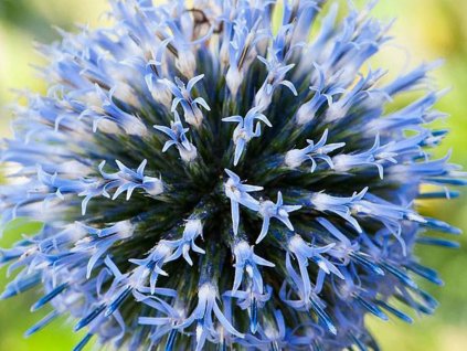 Bielorton modrý - Echinops ritro