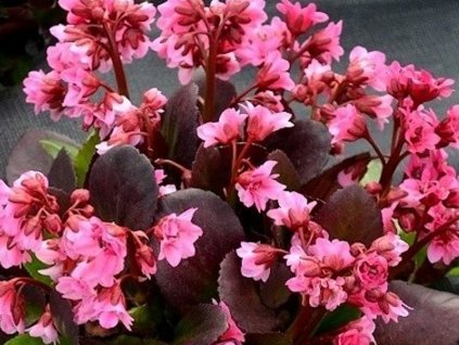 Bergénia 'Flirt'