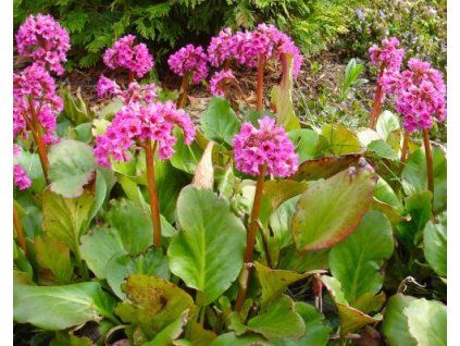 bergenia