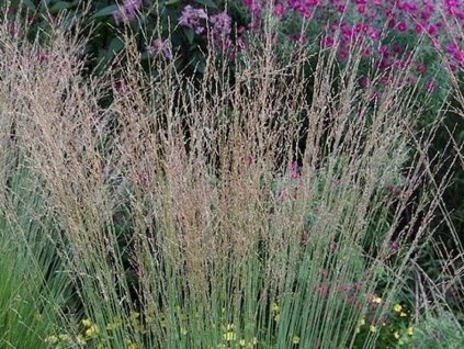 Bezkolenec belasý 'Heidebraut' - Molinia caerulea 'Heidebraut'