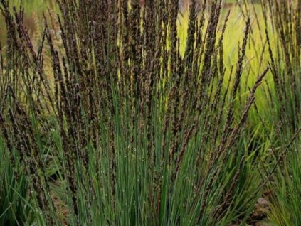 Bezkolenec belasý 'Moorhexe' - Molinia caerulea 'Moorhexe'