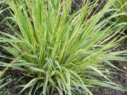 Bezkolenec belasý 'Variegata' - Molinia caerulea 'Variegata'