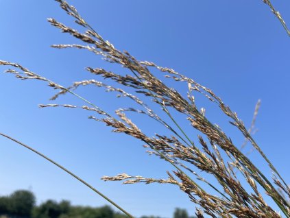 Bezkolenec rákosovitý 'Herbert Clark Hoover' - Molinia arundinacea 'Herbert Clark Hoover'