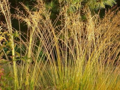 Bezkolenec rákosovitý  'Karl Foerster' - Molinia arundinacea 'Karl Foerster'