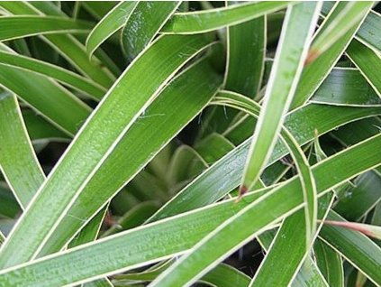 Chlpaňa lesná'Marginata' - Luzula sylvatica 'Marginata'