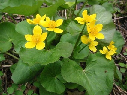 Záružlie močiarne - Caltha palustris