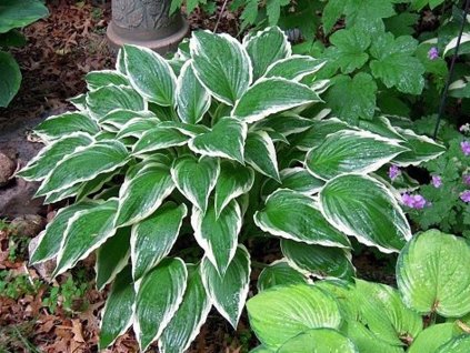 Hosta 'Albomarginata' - Hosta 'Albomarginata'
