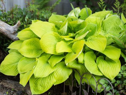 Hosta 'August Moon' - Hosta 'August Moon'