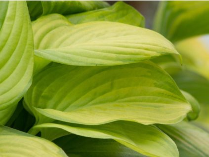 Hosta 'Guacamole' - Hosta 'Guacamole'