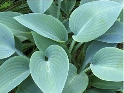 Hosta 'Halcyon' - Hosta 'Halcyon'
