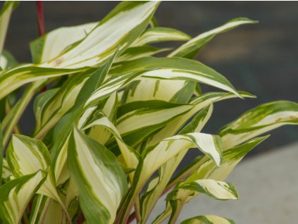 Bohyška 'Cherry Berry' - Hosta 'Cherry Berry'
