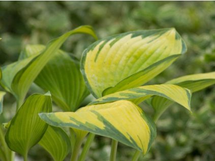 Hosta 'June®' - Hosta 'June®'
