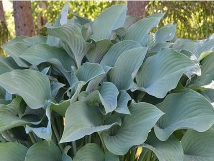 Hosta 'Krossa Regal' - Hosta 'Krossa Regal'