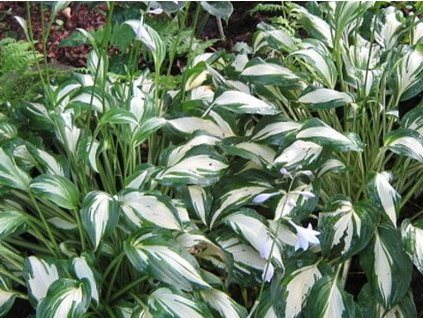 Hosta 'Mediovariegata' - Hosta 'Mediovariegata'