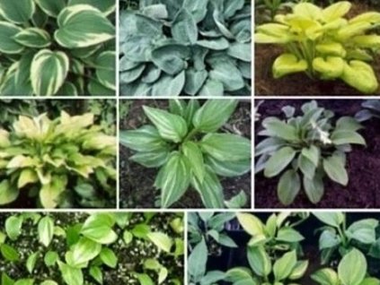 Hosta 'Mix' - Hosta 'Mix'