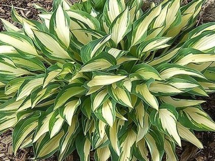 Hosta 'Moonstruck' - Hosta Moonstruck'
