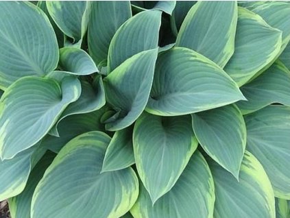Hosta 'Regal Splendor' - Hosta 'Regal Splendor'