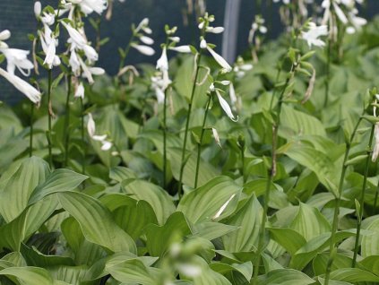 Hosta 'Royal Standard' - Hosta 'Royal Standard'