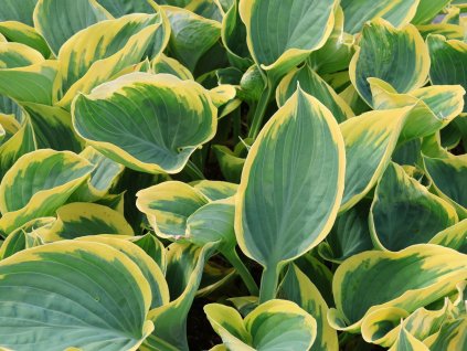 Hosta 'Sagae' - Hosta 'Sagae'