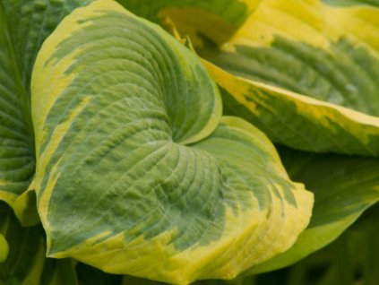 Hosta 'Samurai' - Hosta 'Samurai'