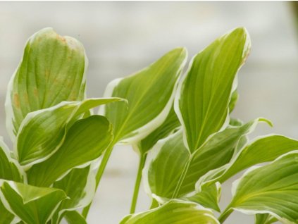 Hosta 'So Sweet' - Hosta 'So Sweet'