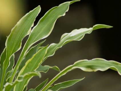 Hosta 'Stiletto' - Hosta 'Stiletto'