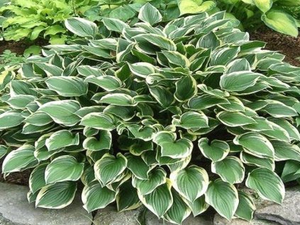 Hosta 'Torchlight' - Hosta 'Torchlight'