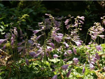 Hosta "miniatúrna" - Hosta minor