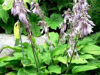 Hosta "miniatúrna" - Hosta minor