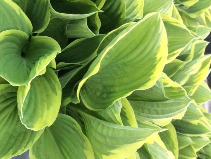 Hosta Fortunova 'Aureomarginata' - Hosta fortunei 'Aureomarginata'