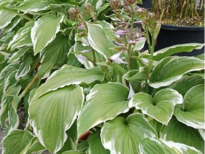 Hosta Fortunova 'Moerheim' - Hosta fortunei 'Moerheim'