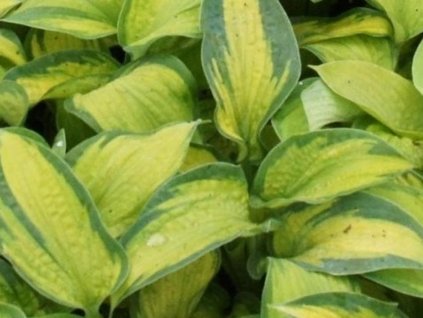 Hosta horská 'Super Nova' - Hosta montana 'Super Nova'