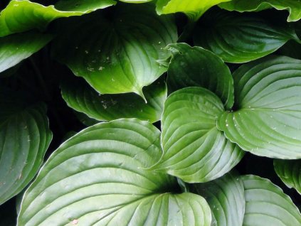 Hosta modrofialová - Hosta ventricosa