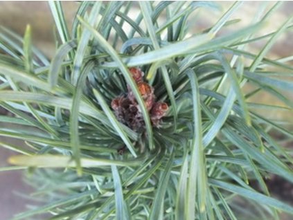 Borovica pancierová 'Fastigiata'