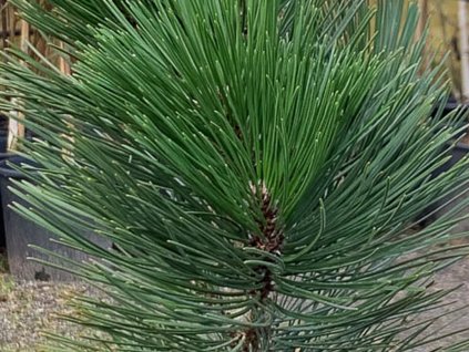 Borovica pancierová 'Malinki'