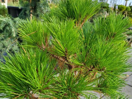 Borovica hustokvetá 'Brepo'