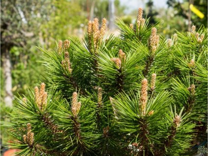 Borovica hustokvetá 'Low Glow'