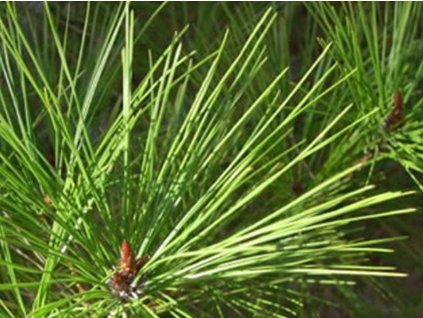 Borovica hustokvetá 'Umbraculifera'