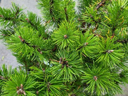 Pinus mugo 'Humpy' (1)