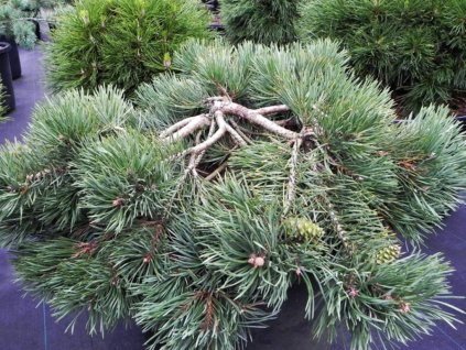 Borovica lesná 'Albyns'