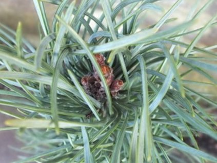 Borovica lesná 'Fastigiata'