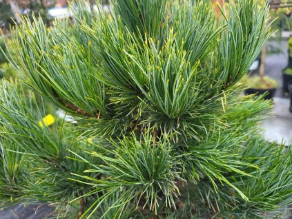 Borovica limbová 'Glauca'