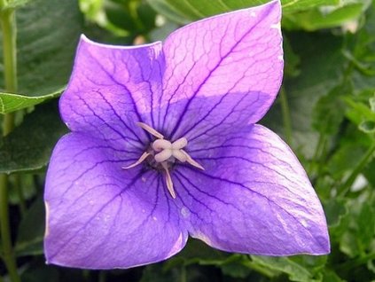 Balónovec veľkokvetý 'Astra F1 Blue' - Platycodon grandiflorus 'Astra F1 Blue'