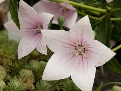 Balónovec veľkokvetý 'Astra F1 Rose' - Platycodon grandiflorus 'Astra F1 Rose'
