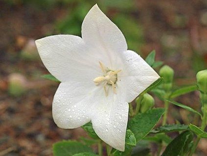astra white
